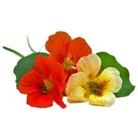 Microgarden Plant Pod - Edible Flowers Nasturtium
